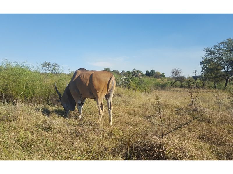 Vacant Land for Sale in Popular Letamo Game Farm situated in Cradle of Humankind - Photo 1