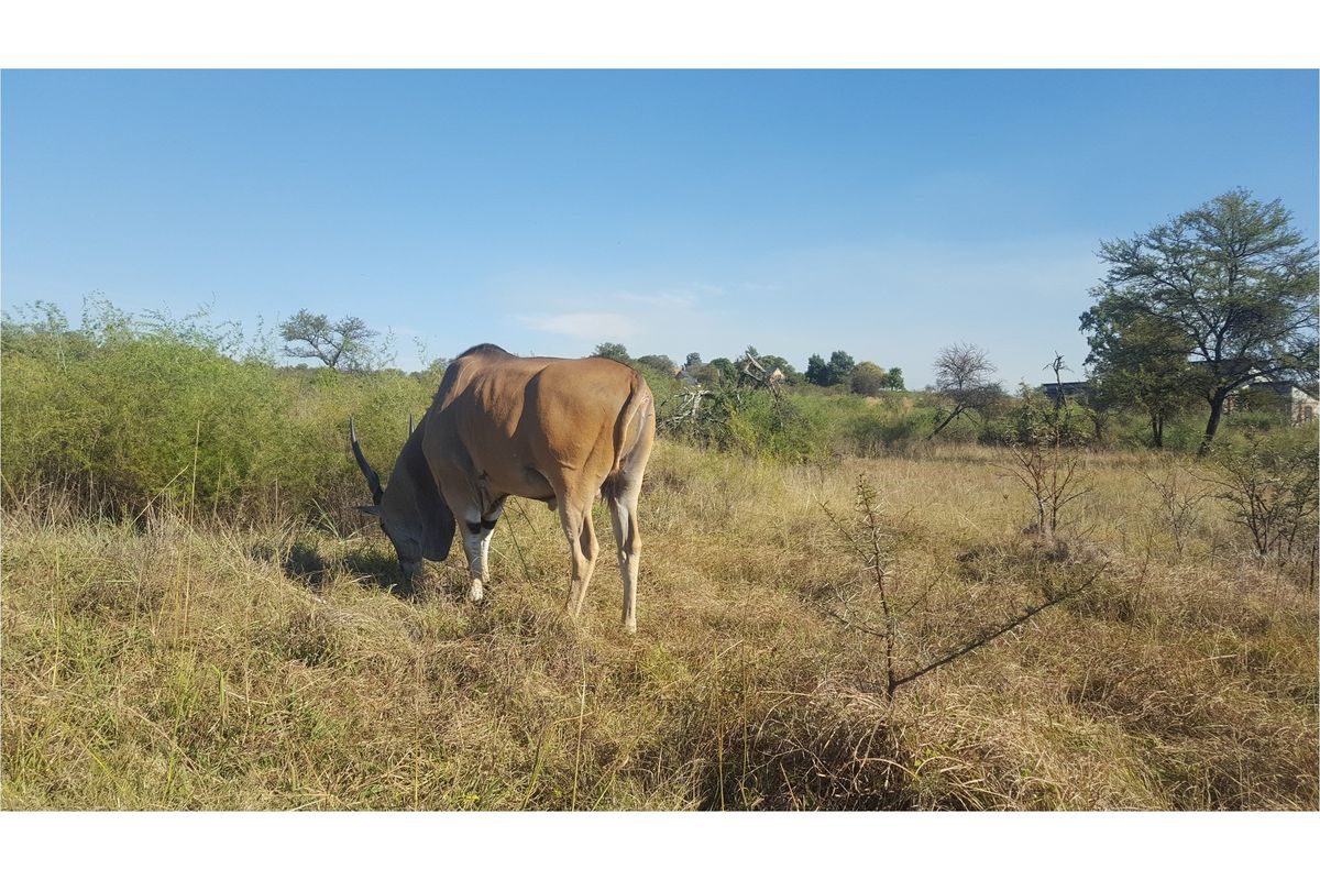 A view of the vacant residential land featuring natural veld vegetation and local wildlife.