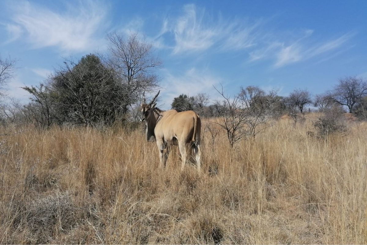 A view of the vacant residential land featuring natural dry grassland and indigenous vegetation.