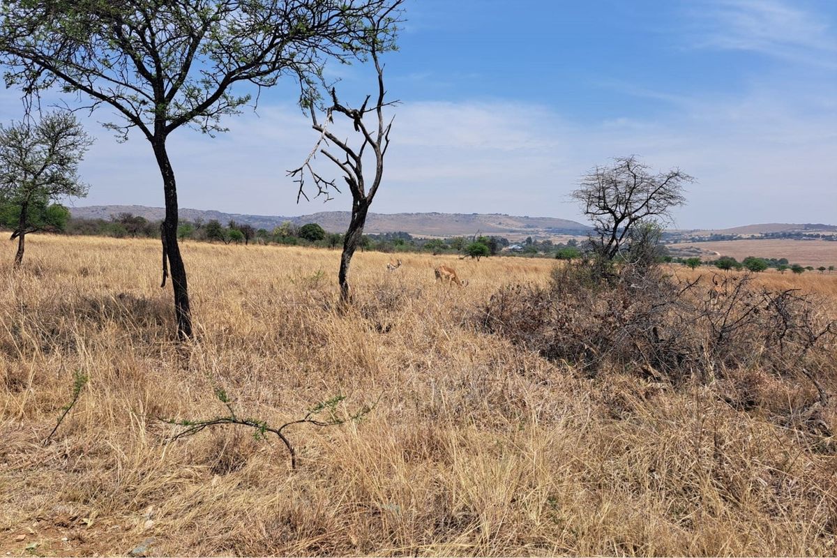 A wide-angle view of vacant residential land featuring natural dry grassland, indigenous trees, and distant rolling hills.