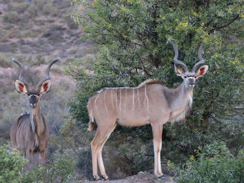 Exclusive lifestyle in your own share of nature and wildlife - Photo 6