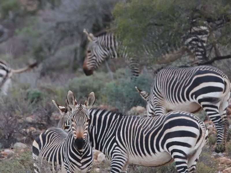 Exclusive lifestyle in your own share of nature and wildlife - Photo 5