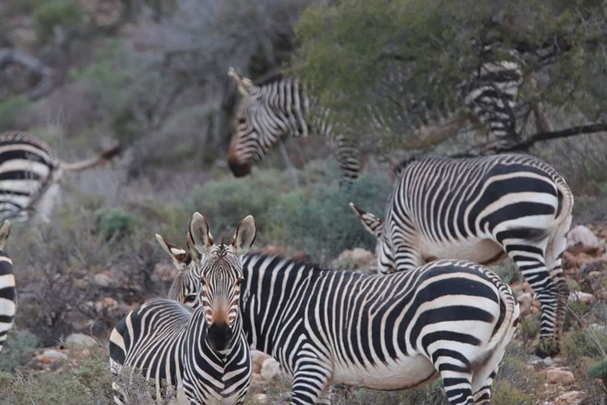 Exclusive lifestyle in your own share of nature and wildlife - Photo 5