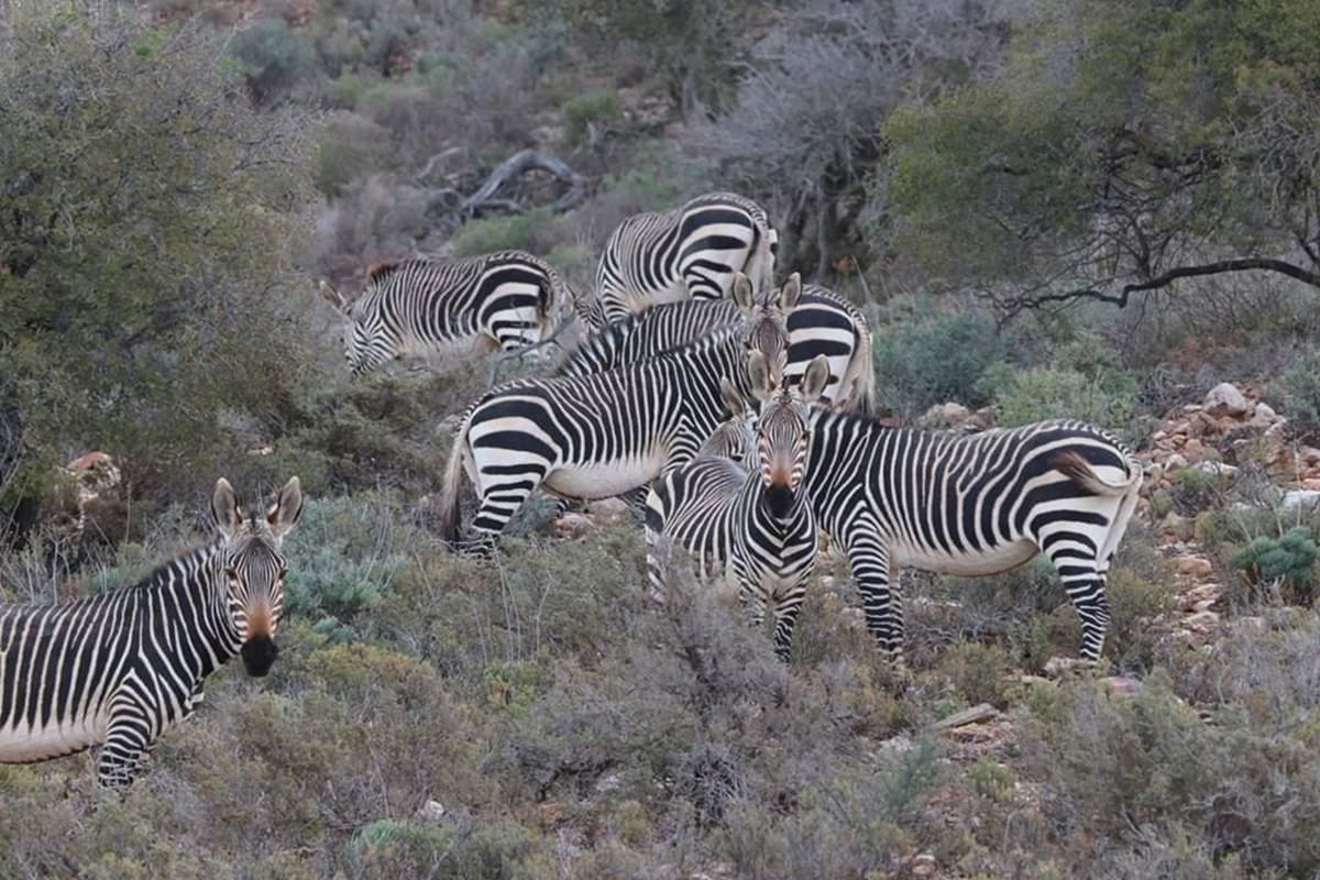 A view of the natural landscape featuring a herd of zebras grazing on the vacant residential land.
