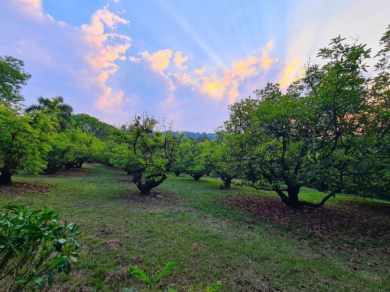 193-Hectare Farm in Kiepersol Valley near Kruger National Park - Photo 8