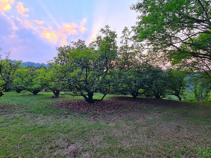 193-Hectare Farm in Kiepersol Valley near Kruger National Park - Photo 6