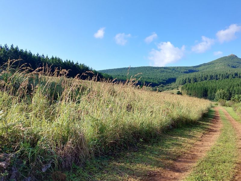 A scenic view of the vacant residential land featuring a dirt access track, tall natural grasses, and surrounding mountain and forest landscape.