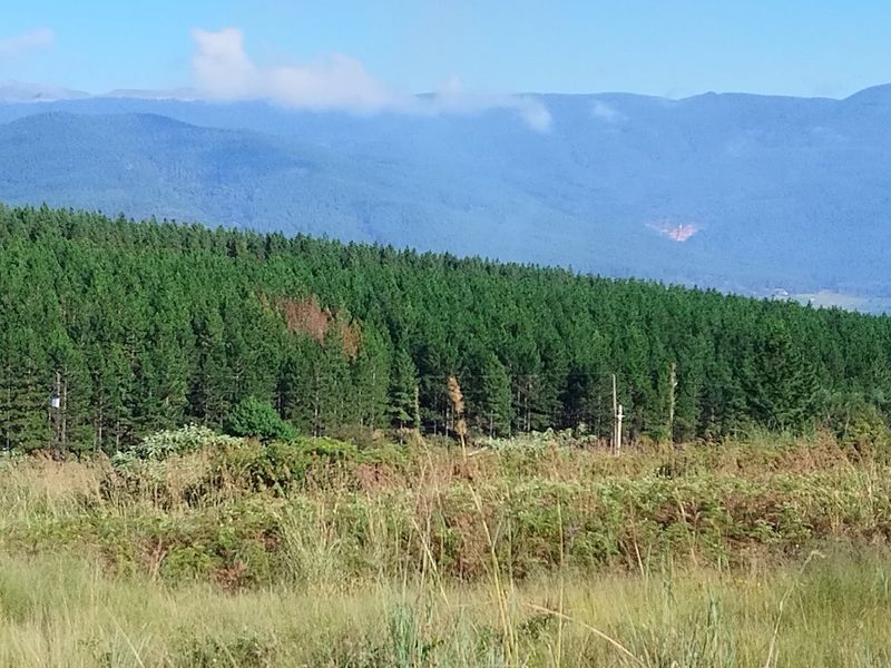 A scenic view of the surrounding landscape featuring dense pine forests and distant mountain ranges, showcasing the natural beauty of the vacant land.