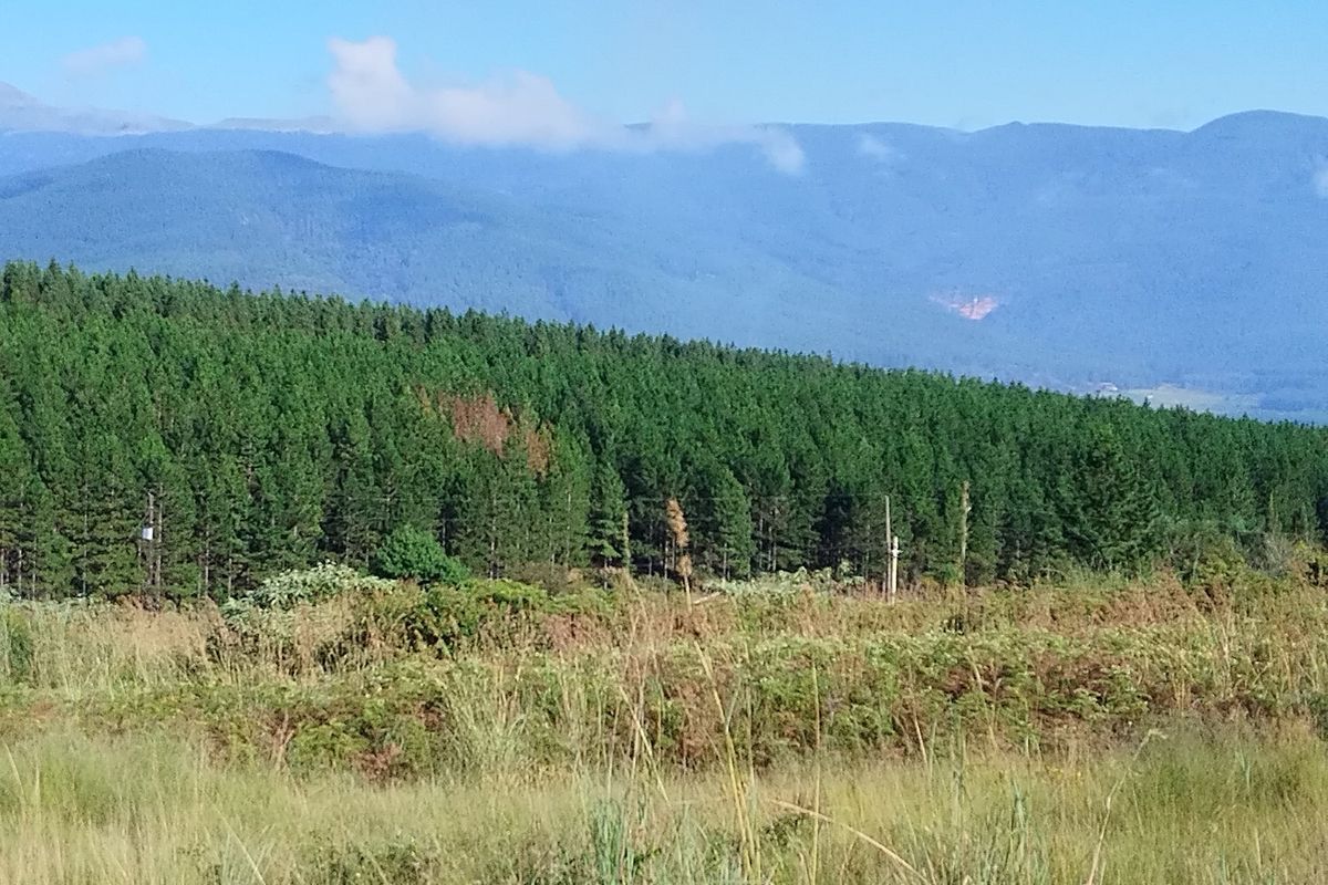 A scenic view of the surrounding landscape featuring dense pine forests and distant mountain ranges, showcasing the natural beauty of the vacant land.