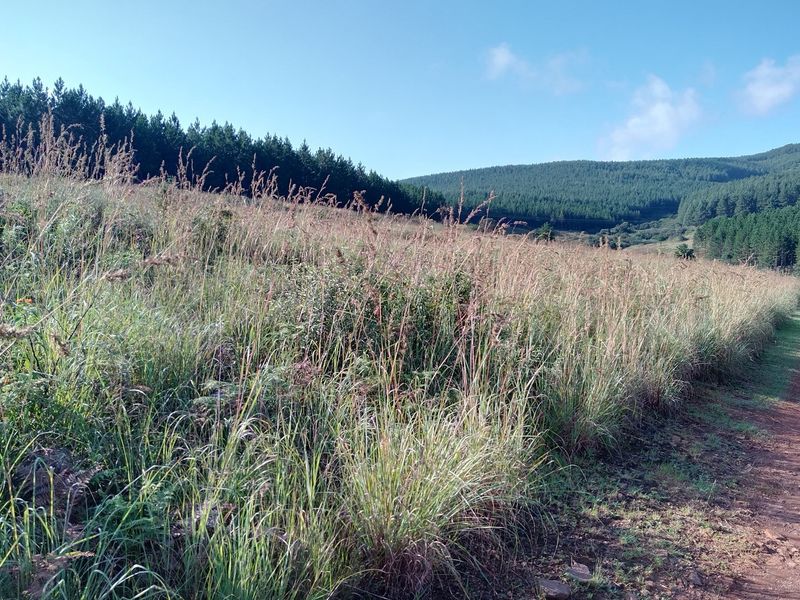 A view of the vacant residential land featuring natural grass coverage, a dirt access path, and surrounding forest and mountain landscape.