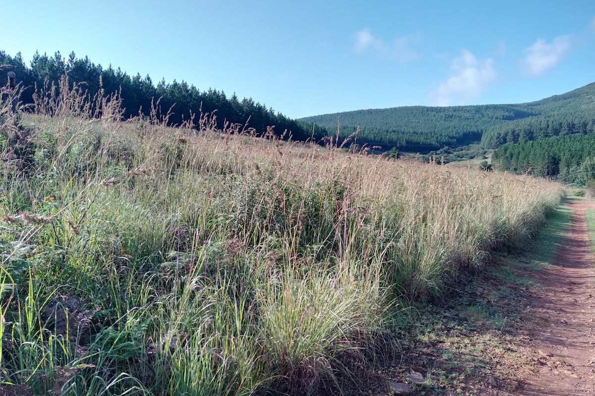 A view of the vacant residential land featuring natural grass coverage, a dirt access path, and surrounding forest and mountain landscape.