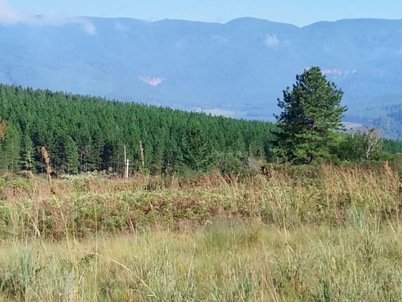 A scenic view of the vacant residential land featuring natural vegetation, pine forest, and distant mountain ranges.