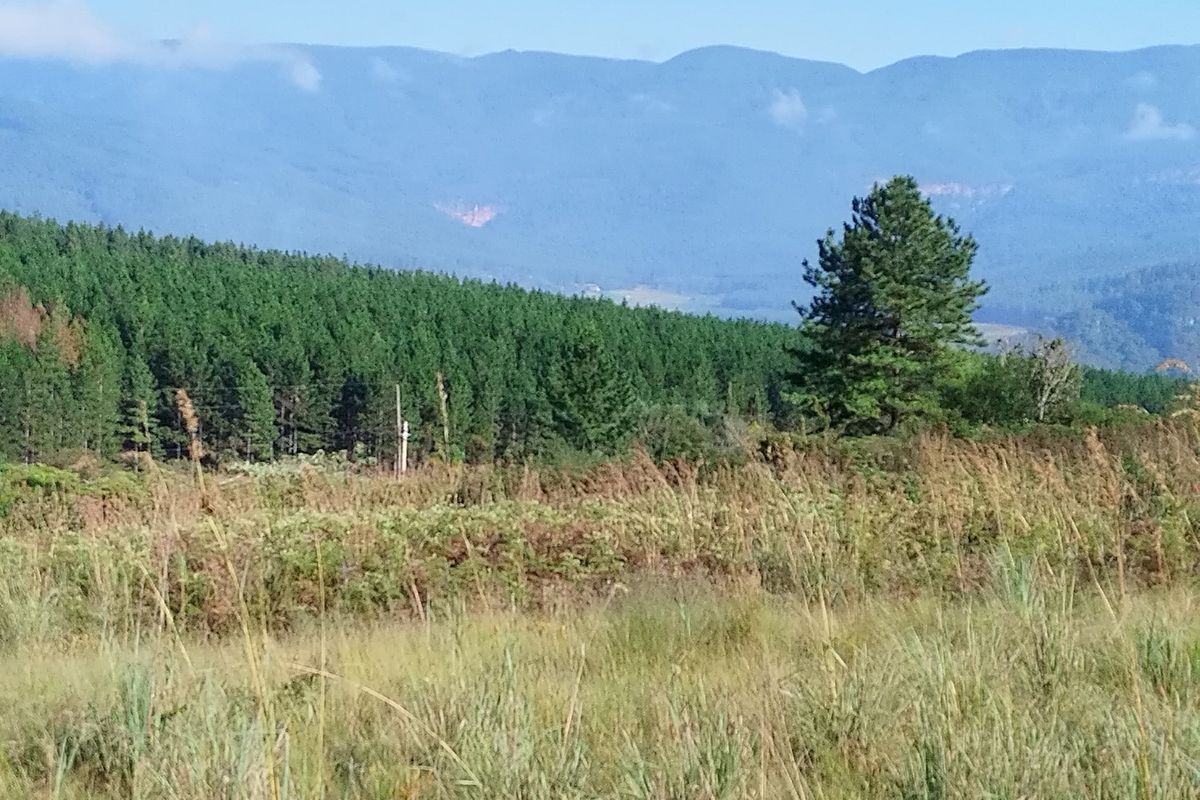 A scenic view of the vacant residential land featuring natural vegetation, pine forest, and distant mountain ranges.