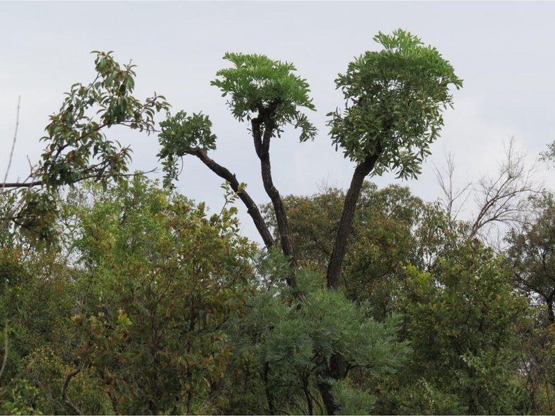A view of established indigenous trees and natural vegetation on the vacant residential land.
