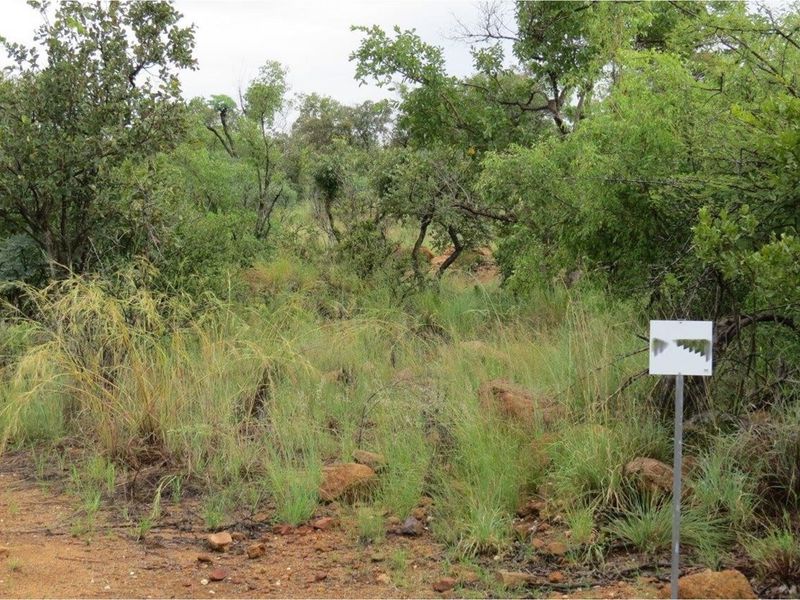 A view of the vacant residential land featuring natural bushveld vegetation, indigenous trees, and rocky terrain.