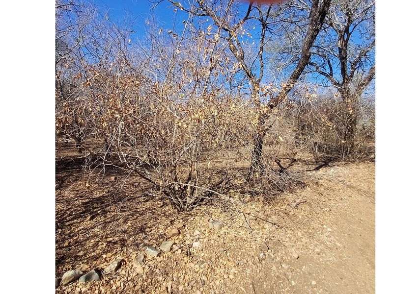 A view of the natural, undeveloped residential land featuring native trees and dry ground cover.