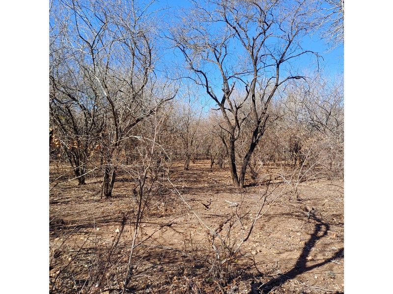 A view of the vacant residential land featuring natural vegetation and mature trees under a clear blue sky.