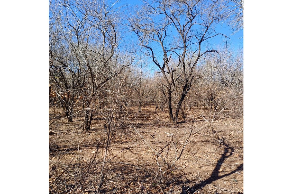 A view of the vacant residential land featuring natural vegetation and mature trees under a clear blue sky.