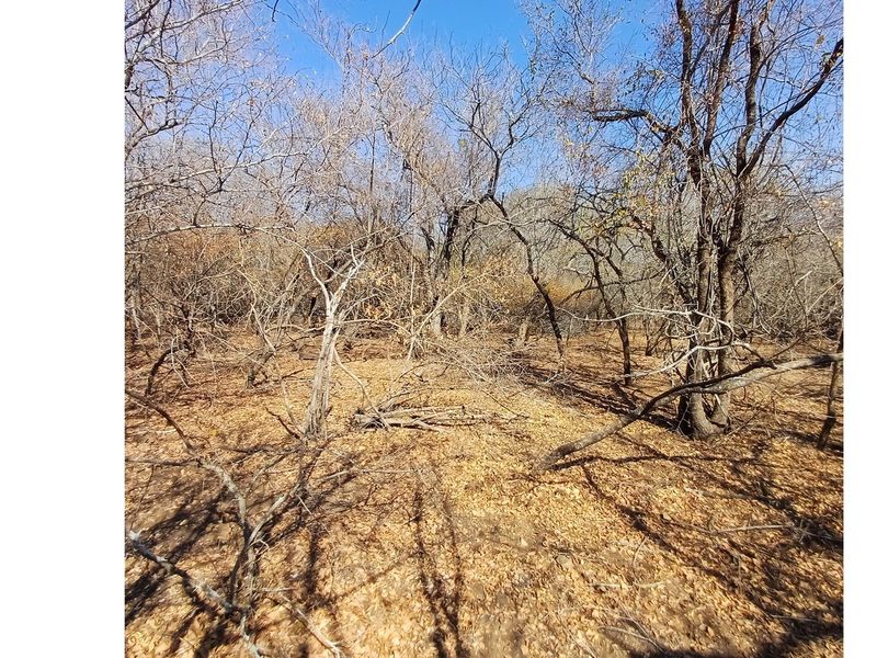 A view of the natural, undeveloped landscape featuring mature trees and dry ground cover on the residential property.