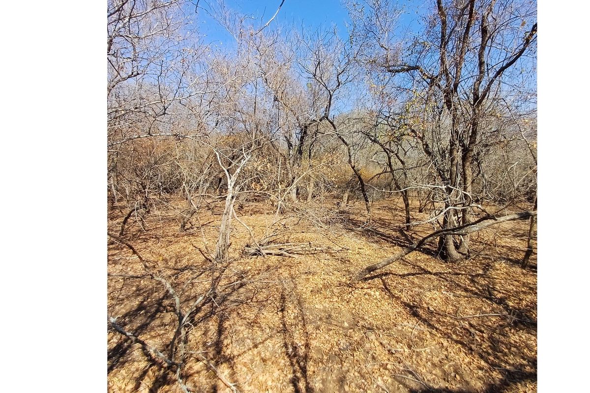 A view of the natural, undeveloped landscape featuring mature trees and dry ground cover on the residential property.