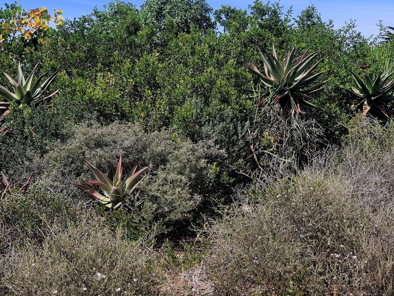 Tranquil Coastal Haven: Spectacular Views, Prime Opportunity - Photo 6