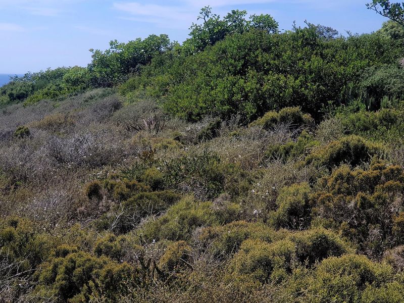 Tranquil Coastal Haven: Spectacular Views, Prime Opportunity - Photo 5