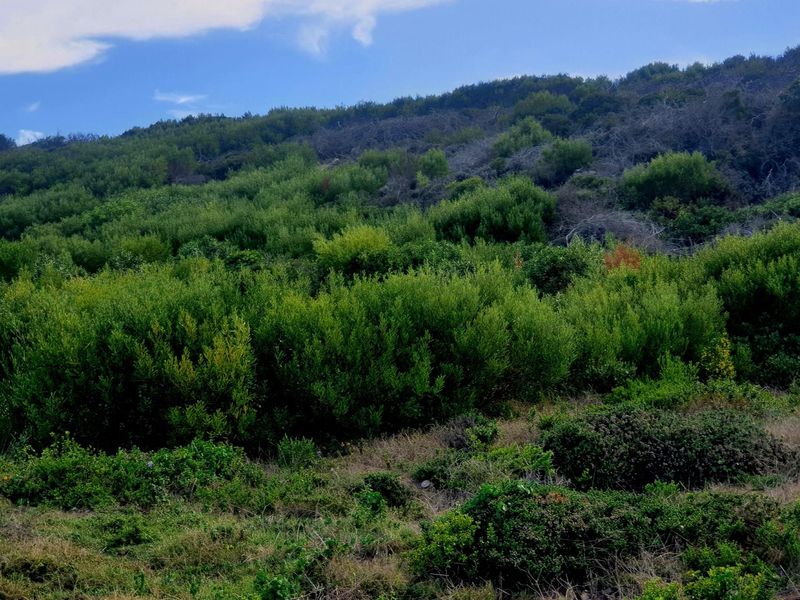 Fynbosstrand: Serene Coastal Haven, Unmatched Investment Opportunity - Photo 10