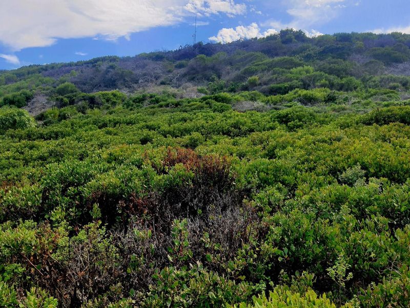 Fynbosstrand: Serene Coastal Haven, Unmatched Investment Opportunity - Photo 9