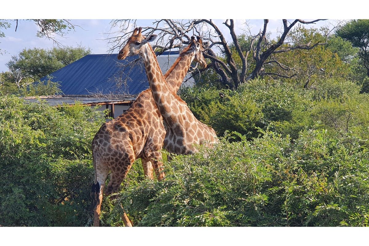 A view of the property exterior featuring a metal roof structure surrounded by natural bushveld vegetation and wildlife.