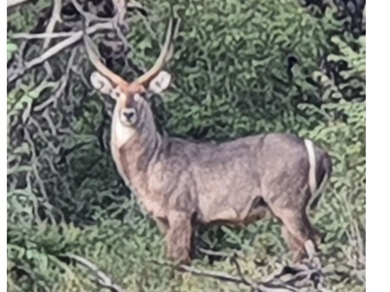 A wildlife photograph showing a waterbuck in a natural, vegetated environment.