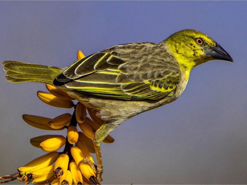 A close-up photograph of a bird perched on a flowering plant, unrelated to the property's real estate features or infrastructure.