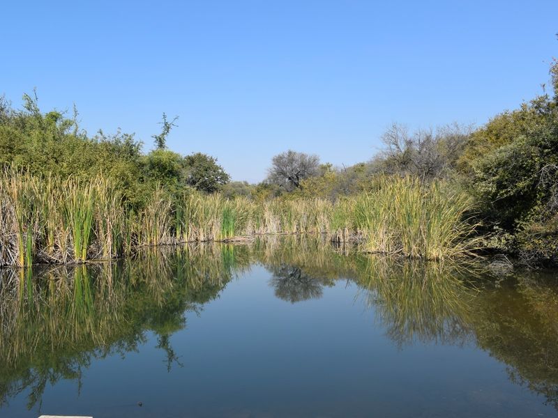 A serene view of a natural pond surrounded by lush reeds and native vegetation, highlighting the peaceful outdoor landscape of the property.