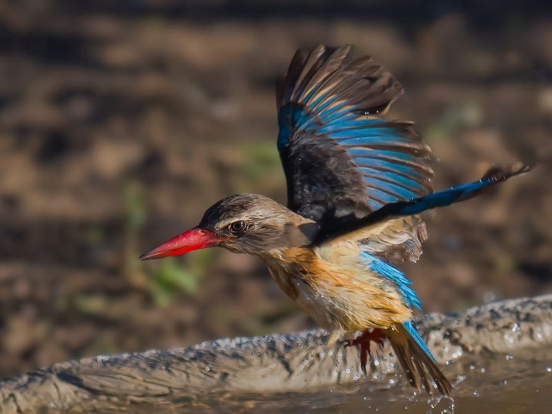 A wildlife photograph featuring a kingfisher bird in flight near a water source.