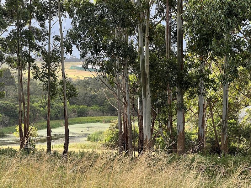 A scenic view of a natural pond and surrounding landscape, framed by mature eucalyptus trees on a vacant residential plot.