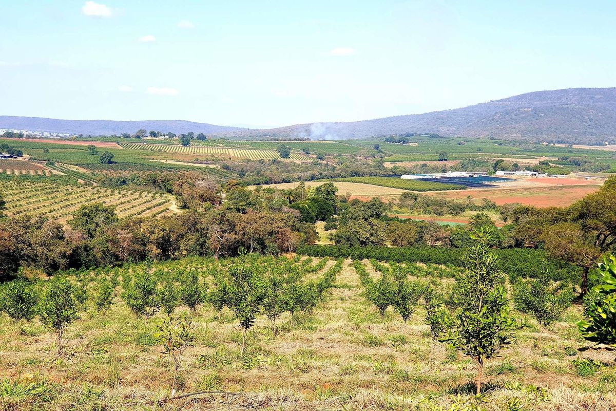 162 Ha farm with Macadamia trees for sale  in Tzaneen - Photo 2
