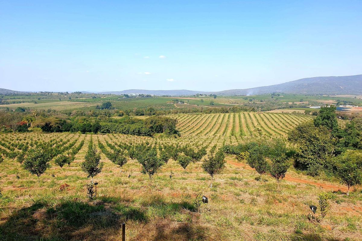 162 Ha farm with Macadamia trees for sale  in Tzaneen - Photo 3