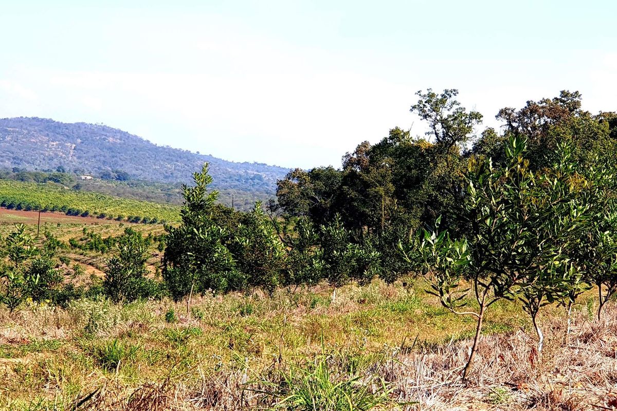 162 Ha farm with Macadamia trees for sale  in Tzaneen - Photo 4
