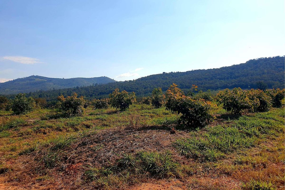 162 Ha farm with Macadamia trees for sale  in Tzaneen - Photo 5