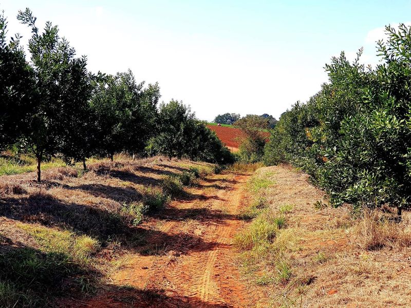 A dirt farm track running between rows of established orchard trees on a rural property.