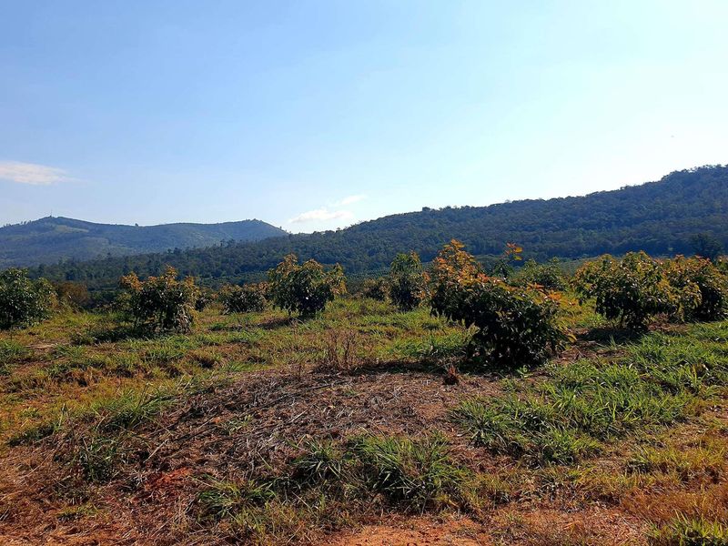 Expansive view of the farm landscape featuring young orchard trees set against a backdrop of rolling hills and natural vegetation.