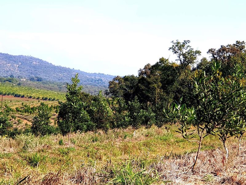 A scenic view of the farm landscape featuring young orchard trees, rolling hills, and natural vegetation under a clear sky.