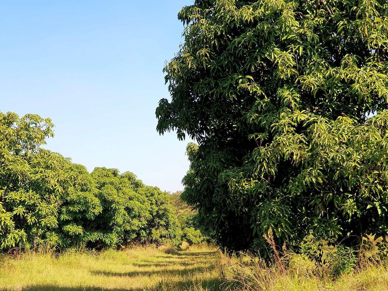 A view of a well-maintained orchard featuring rows of mature fruit trees on the farm property.
