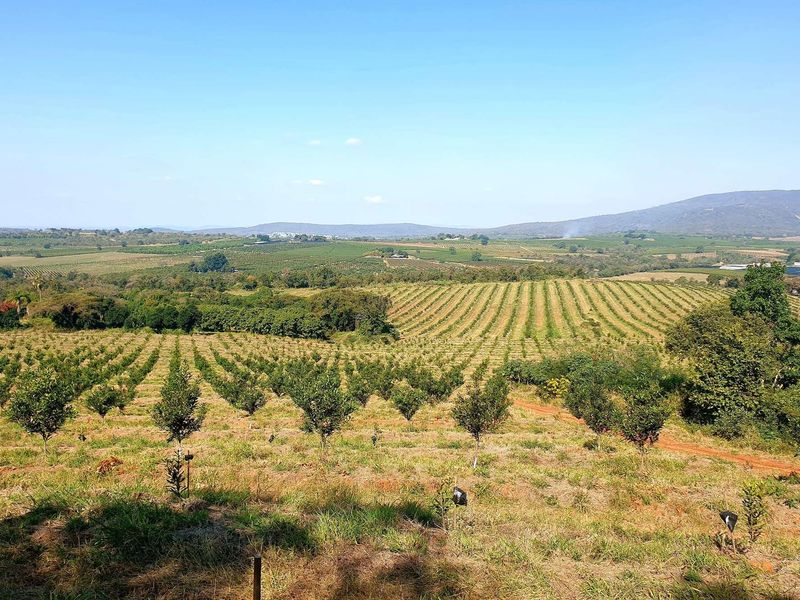 Expansive view overlooking a well-maintained agricultural orchard and rolling hills, showcasing the property's vast rural landscape and natural surroundings.