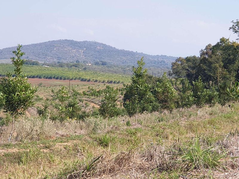 A scenic view of the farm landscape featuring rolling hills, established orchards, and natural vegetation under a clear sky.