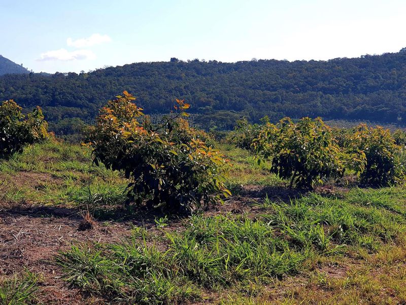 A view of a young orchard or plantation set against a backdrop of rolling hills and dense forest.