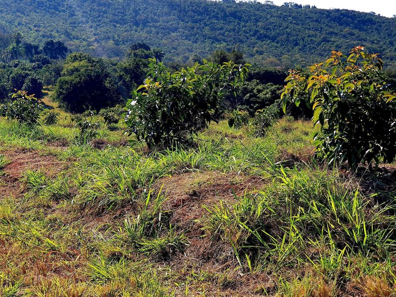 A view of the farm landscape featuring young fruit trees planted on a grassy hillside with a dense forest backdrop.