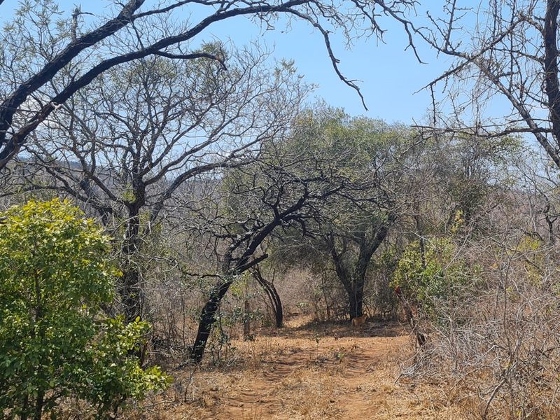 500 Ha Game/Cattle farm in Moketsi for sale - Photo 3