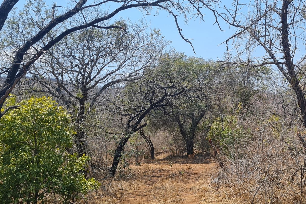 500 Ha Game/Cattle farm in Moketsi for sale - Photo 3