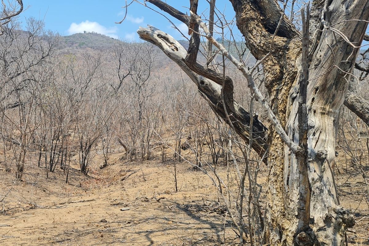 500 Ha Game/Cattle farm in Moketsi for sale - Photo 2