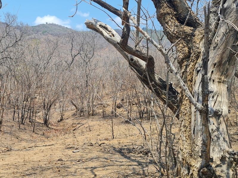 500 Ha Game/Cattle farm in Moketsi for sale - Photo 2